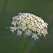 Daucus carota ssp. sativus Speise-Moehre Carrot.jpg