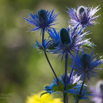 Eryngium alpinum Alpen Mannstreu Alpine sea holly.jpg