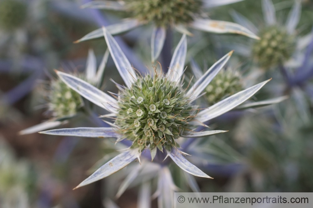 Eryngium bourgatii Gouan Pyrenaendistel Sea Holly.jpg