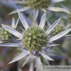 Eryngium bourgatii Gouan Pyrenaendistel Sea Holly.jpg