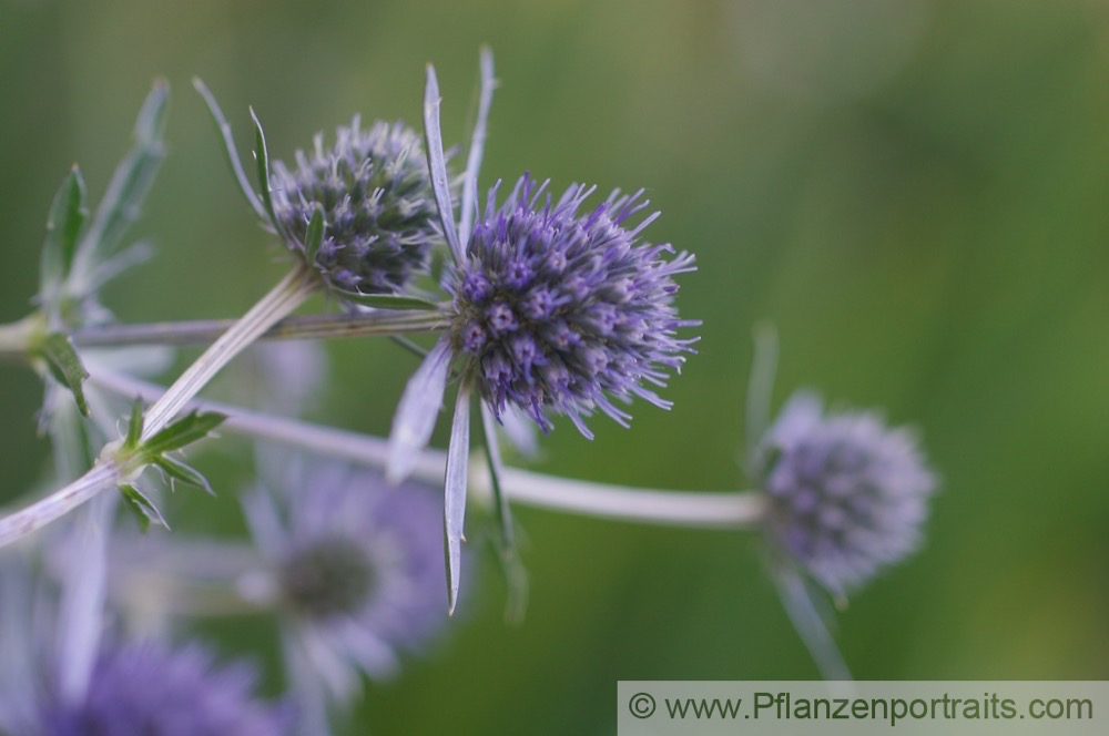 Eryngium giganteum Elfenbein-Mannstreu Giant Sea Holly 2.jpg