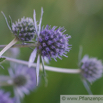 Eryngium giganteum Elfenbein-Mannstreu Giant Sea Holly 2.jpg