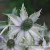 Eryngium giganteum Elfenbein-Mannstreu Giant Sea Holly 3.jpg