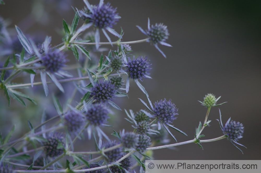 Eryngium giganteum Elfenbein-Mannstreu Giant Sea Holly 4.jpg