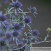 Eryngium giganteum Elfenbein-Mannstreu Giant Sea Holly 4.jpg