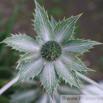 Eryngium giganteum Elfenbein-Mannstreu Giant Sea Holly 5.jpg