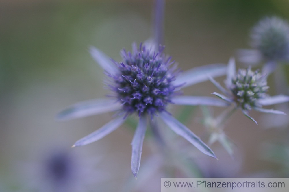 Eryngium giganteum Elfenbein-Mannstreu Giant Sea Holly1.jpg