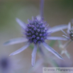 Eryngium giganteum Elfenbein-Mannstreu Giant Sea Holly1.jpg