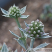 Eryngium maritimum Stranddistel Sea Holly 2.jpg