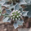 Eryngium maritimum Stranddistel Sea Holly 3.jpg