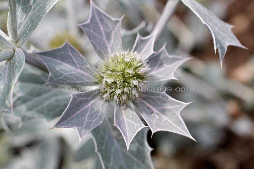 Eryngium maritimum Stranddistel Sea Holly 4.jpg