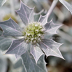 Eryngium maritimum Stranddistel Sea Holly 4.jpg