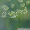 Ferula assa foetida Stinkasant Giant Fennel 1.jpg