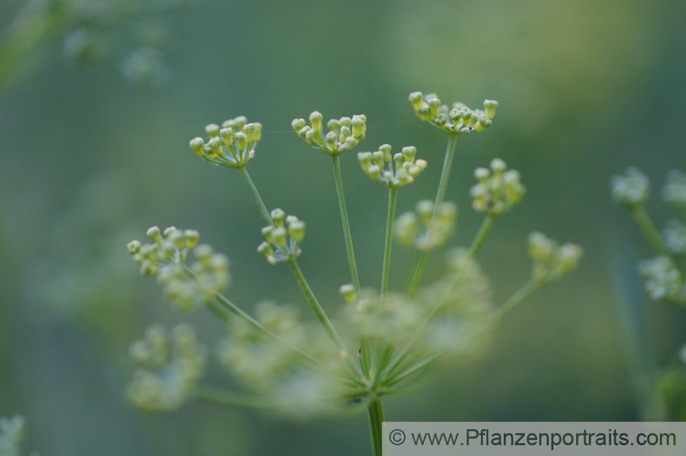 Ferula assa foetida Stinkasant Giant Fennel 2.jpg