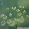 Ferula assa foetida Stinkasant Giant Fennel 2.jpg