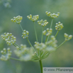 Ferula assa foetida Stinkasant Giant Fennel 3.jpg