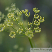 Ferula assa foetida Stinkasant Giant Fennel 4.jpg