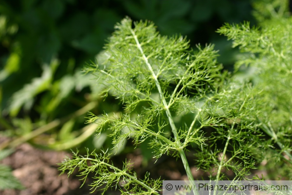 Foeniculum vulgare Fenchel Fennel 2.jpg