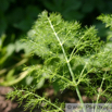 Foeniculum vulgare Fenchel Fennel 2.jpg