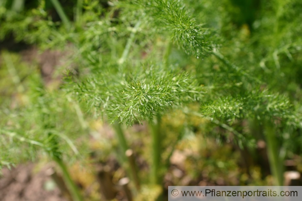 Foeniculum vulgare Fenchel Fennel 3.jpg