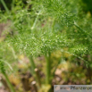 Foeniculum vulgare Fenchel Fennel 3.jpg