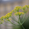 Foeniculum vulgare Fenchel Fennel.jpg