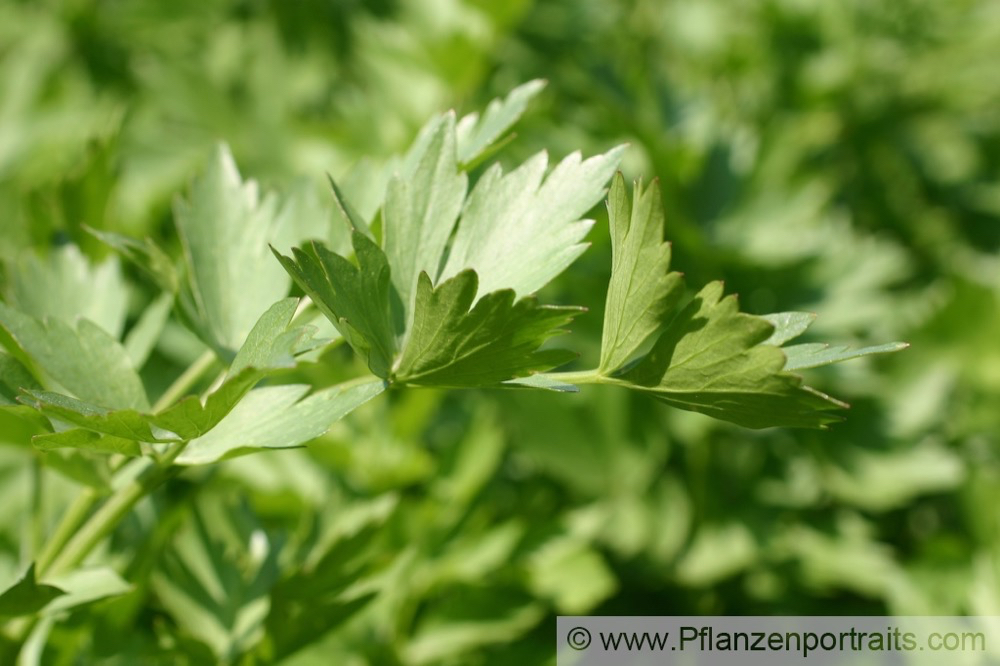 Levisticum officinale Liebstoeckel Lovage 1.jpg