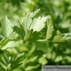 Levisticum officinale Liebstoeckel Lovage 1.jpg