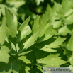 Levisticum officinale Liebstoeckel Lovage.jpg