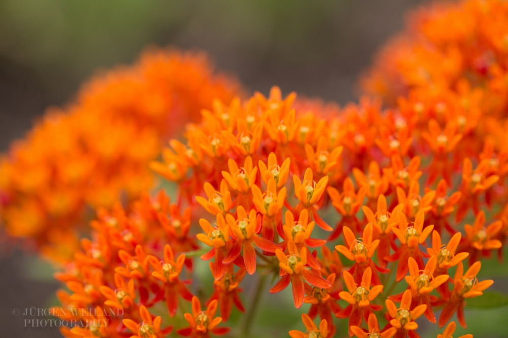 Asclepias tuberosa Knollige Seidenpflanze Butterfly Weed 2.jpg