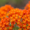 Asclepias tuberosa Knollige Seidenpflanze Butterfly Weed 2.jpg