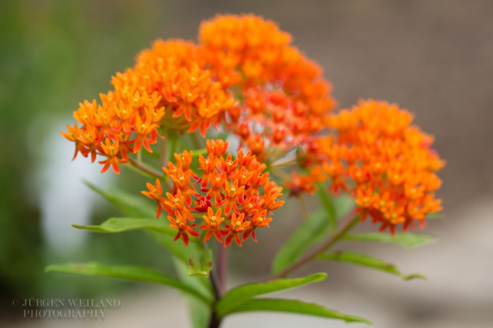 Asclepias tuberosa Knollige Seidenpflanze Butterfly Weed.jpg