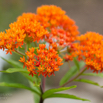 Asclepias tuberosa Knollige Seidenpflanze Butterfly Weed.jpg