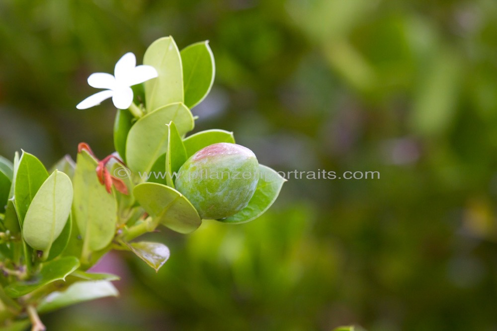 Carissa macrocarpa Umthungulu Natal Plum.jpg