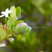 Carissa macrocarpa Umthungulu Natal Plum.jpg