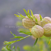 Gomphocarpus physocarpus Balloon milkweed_2.jpg