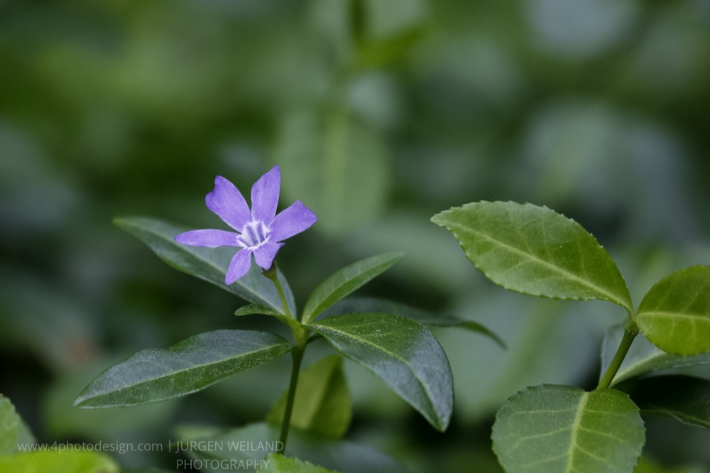 Vinca minor Kleines Immergrün Smaller Periwinkle.jpg