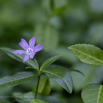 Vinca minor Kleines Immergrün Smaller Periwinkle.jpg