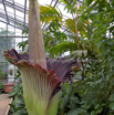 Amorphophallus titanum Titanenwurz Devils Tongue 2.jpg