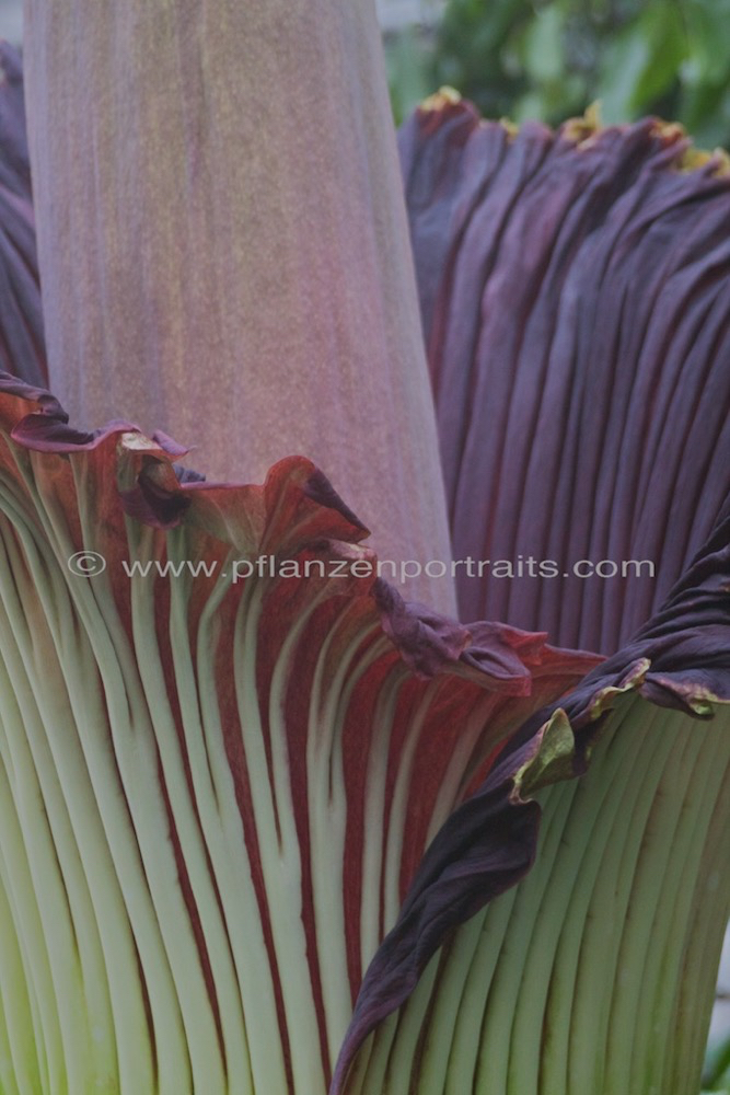 Amorphophallus titanum Titanenwurz Devils Tongue_1.jpg