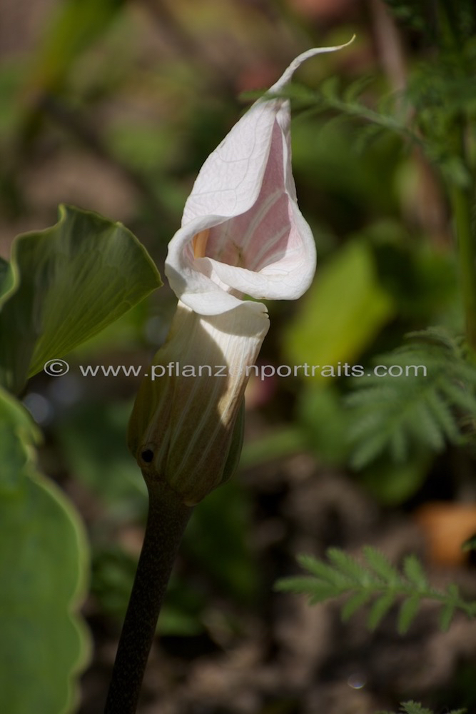 Arisaema candidissimum Feuerkolben Cobra Lily_2.jpg