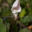 Arisaema candidissimum Feuerkolben Cobra Lily_2.jpg