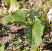 Arisaema candidissimum Feuerkolben Cobra Lily1.jpg