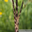 Arisaema nepenthoides Feuerkolben Cobra Lily 1.jpg