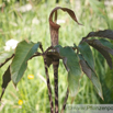Arisaema nepenthoides Feuerkolben Cobra Lily.jpg