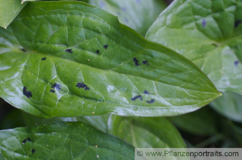 Arum maculatum Gefleckter Aronstab Cuckoo Pint 2.jpg