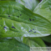 Arum maculatum Gefleckter Aronstab Cuckoo Pint 2.jpg