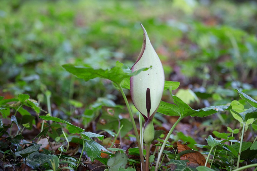 Arum maculatum Gefleckter Aronstab Cuckoo Pint 3.jpg