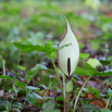 Arum maculatum Gefleckter Aronstab Cuckoo Pint 3.jpg