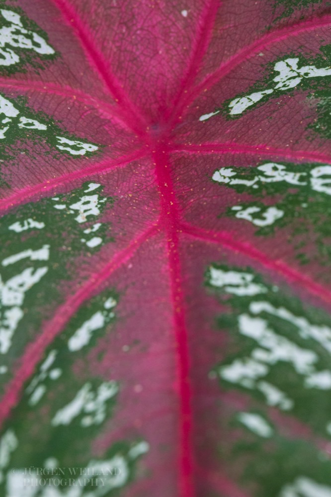 Caladium bicolor Caladium bicolor Engelsflügel Heart of Jesus.jpg